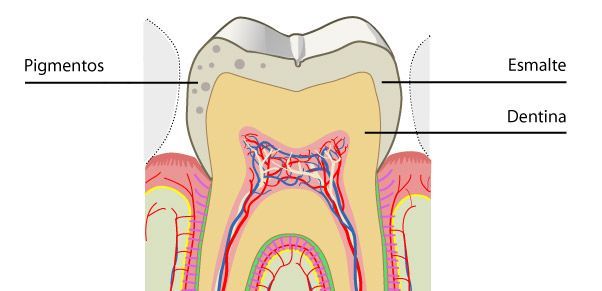 El esmalte dental es la capa más externa de nuestras piezas dentales y está formado por cristales de hidroxiapatita, que es el mineral más duro de todo tu cuerpo. Y aunque el esmalte dental es traslúcido y no se regenera, protege al diente. Por ello, tu esmalte se puede desgastar por el mal cuidado o si no le prestas atención pasado un tiempo.