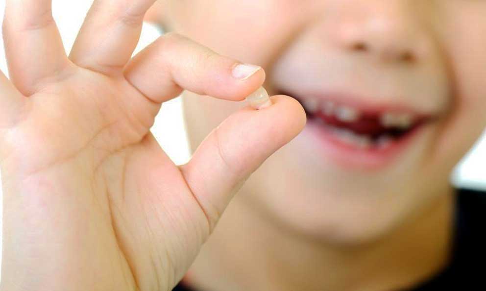 El “Proyecto Colección Ratón Pérez” es el lugar para que tus dientes de leche estén guardados cuando se caigan. Porque esta iniciativa colaborativa que, ya cumple su novena campaña, busca investigar los dientes de leche de los más pequeños para diferentes investigaciones científicas. 