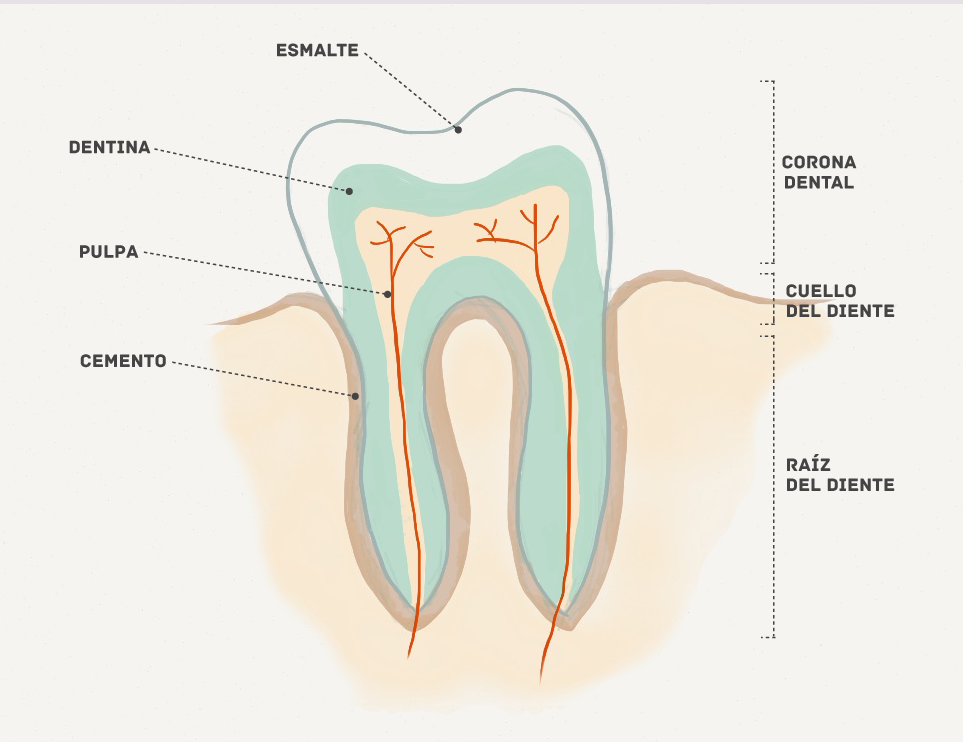 Tu diente está formado por tres capas: el esmalte dental, la capa intermedia llamada dentina y la interna, conocida como pulpa. En este caso, el esmalte dental protege a ambas capas, siendo ésta la parte más visible de tus dientes. El esmalte dental ofrece una dureza mayor que en los huesos, gracias a su altísima composición en minerales llamado hidroxiapatita. Pero también la hace más vulnerable porque no se renueva de manera natural. Por esta razón, hay que cuidarlo con mimo para evitar daños y fracturas. Ten en cuenta que el resto de tejidos de nuestro cuerpo se regenera por sus células y sus vasos sanguíneos, sin embargo en el caso del esmalte es distinto. Por ello, cualquier enfermedad la hace más sensible aunque sea la sustancia más dura de tu cuerpo por la composición de sus minerales. El esmalte dental es la capa exterior visible de tus dientes.
