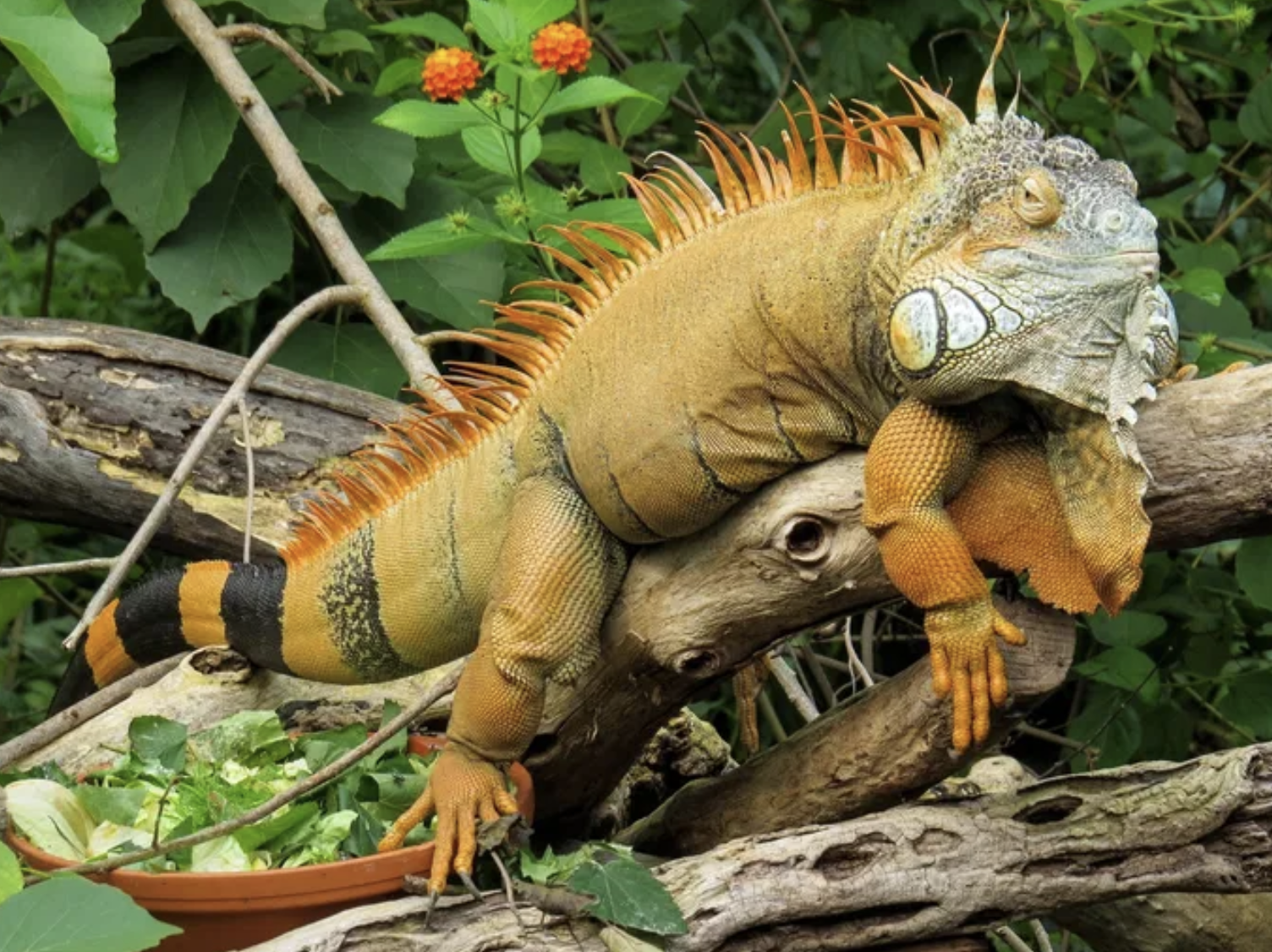 La salud dental de los animales salvajes tiene que ver con sus "hábitos alimenticios evolutivos". Por esta razón, recordemos que muchas enfermedades como la periodontitis o la caries proceden de entornos con pacientes diagnosticados con Alzheimer o Parkinson.