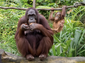 La salud dental de los animales salvajes