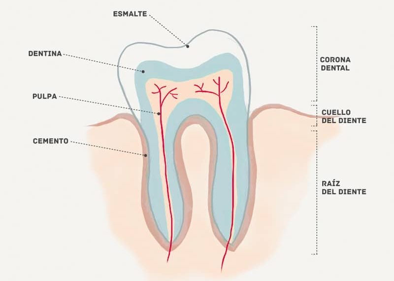 La queratina puede reparar el esmalte y frenar las primeras etapas de la caries. Así lo confirma el último estudio de los investigadores de la King 's College de Londres (KCL) que confirman este nuevo adelanto dental. 