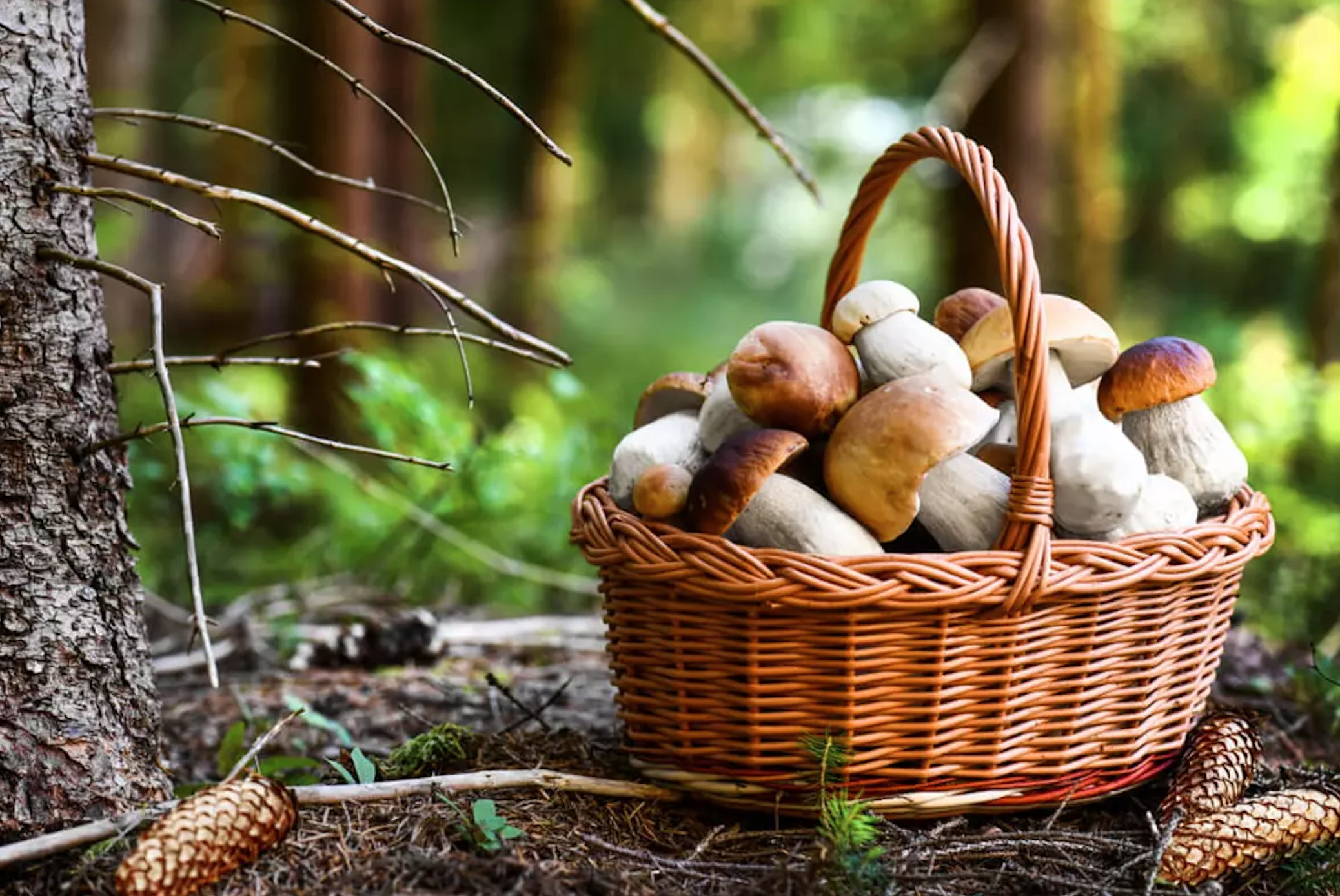 La recogida de setas es un aliciente de la naturaleza que no debes dejar pasar. Más aún cuándo en nuestra comunidad autónoma existen lugares perfectos para disfrutar y compartir con amigos y familia. En este sentido, el Parque natural de la Sierra Norte de Guadalajara y el Parque Natural del Alto Tajo te ofrecen una variedad de especies interesantísimas para la micología.